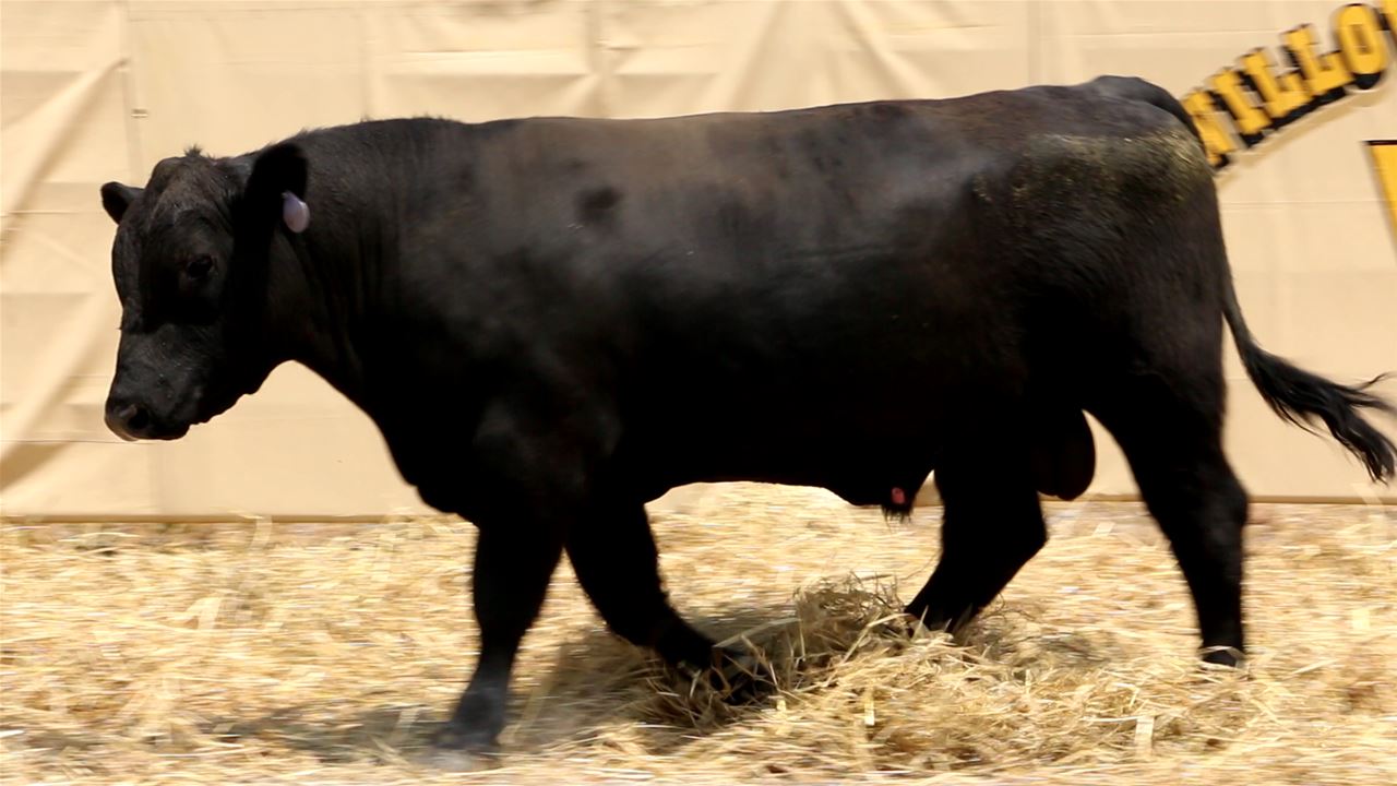 Best Black Bulls